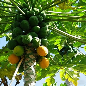 Mixrug pawpaw fruit flesh close-up reveals creamy tropical custard notes
