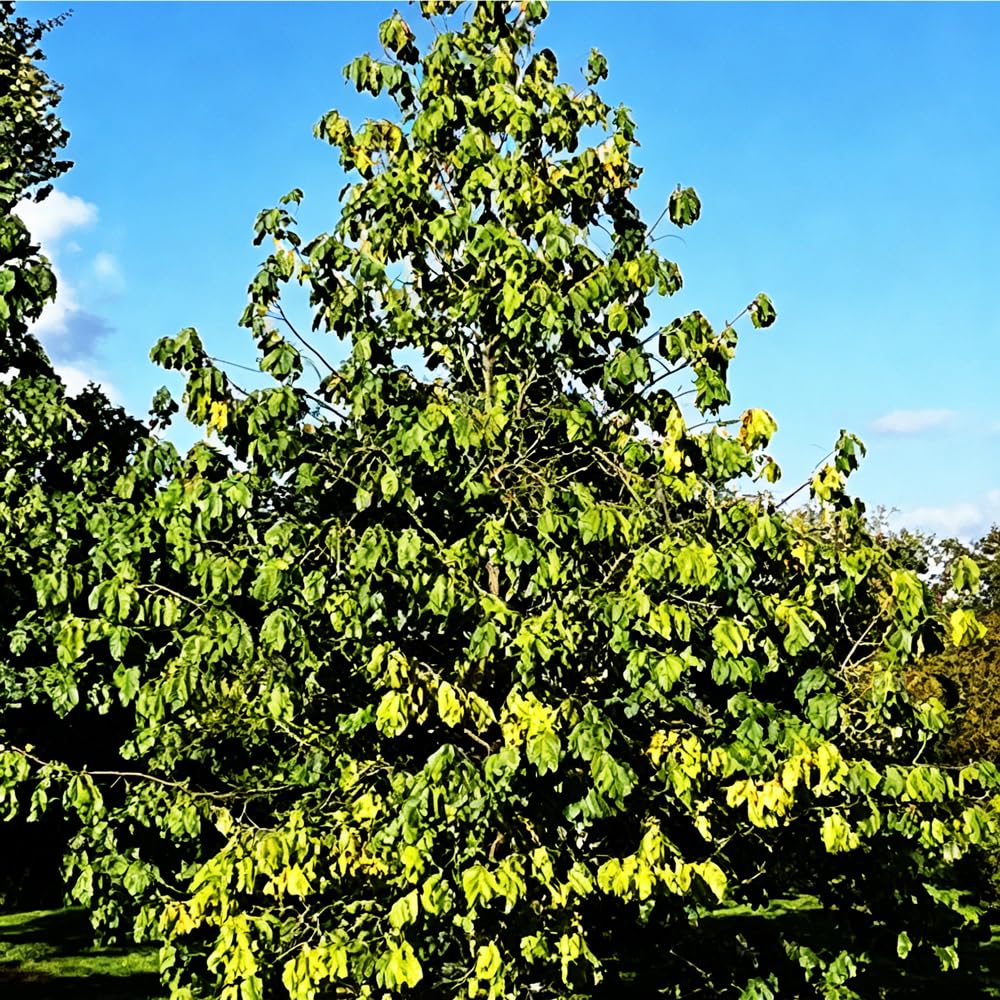 Mixrug pawpaw growing at garden edge demonstrates partial shade resilience