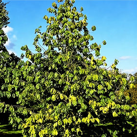 Mixrug pawpaw growing at garden edge demonstrates partial shade resilience