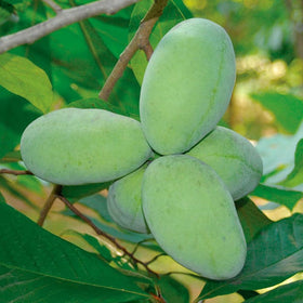 Mixrug pawpaw young tree seedling destined for shade-tolerant fruiting