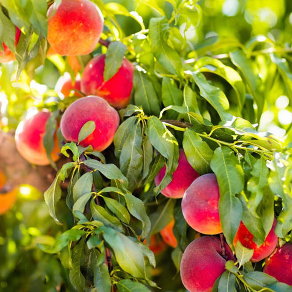 Mixrug peach tree branches bearing fruit in a home garden