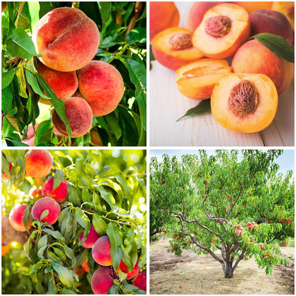 Mixrug peach tree seeds ready for planting in a sunny garden for home fruit