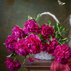 Mixrug peony flowers attract bees and butterflies for pollinator gardens.