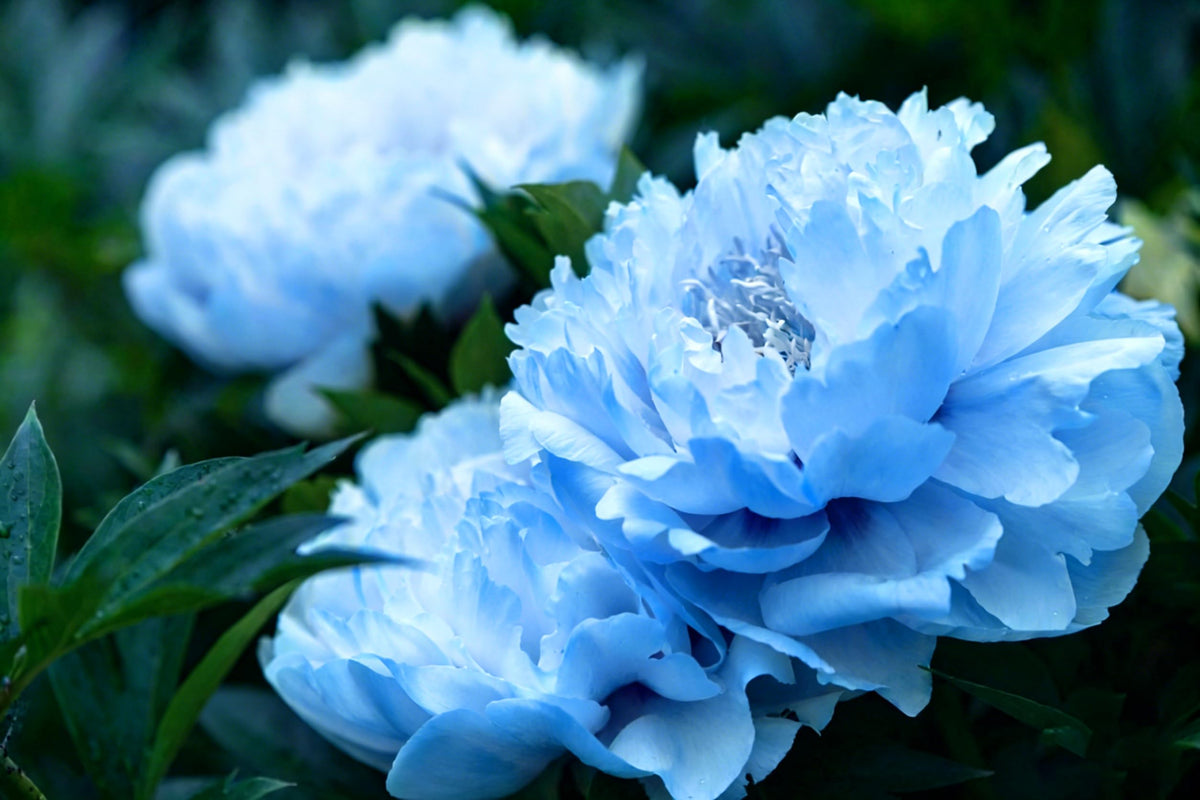 Mixrug peony bloom collection featuring large, vibrant flowers for borders.