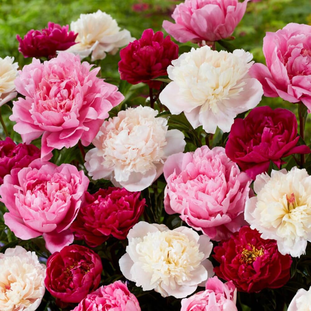 Mixrug peony plants in deep green foliage provide dramatic spring backdrops.