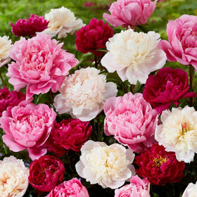 Mixrug peony plants in deep green foliage provide dramatic spring backdrops.