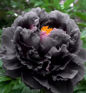 Mixrug peony seeds offer fragrant blooms ideal for seasonal arrangements