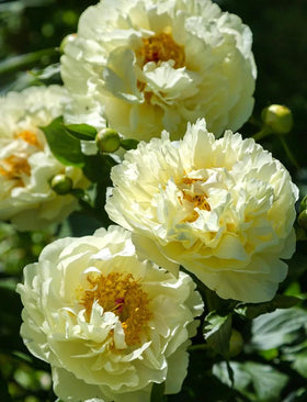 Mixrug peony seeds create stunning cut flowers for elegant indoor displays