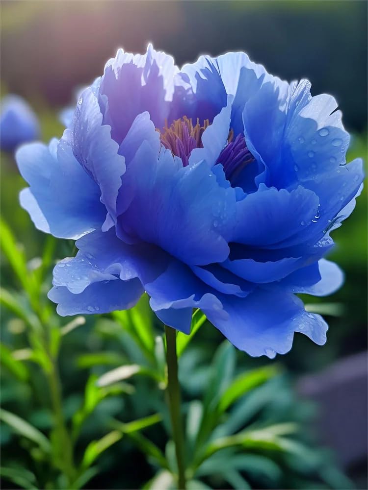Mixrug peony seeds are deer-resistant for reliable garden performance