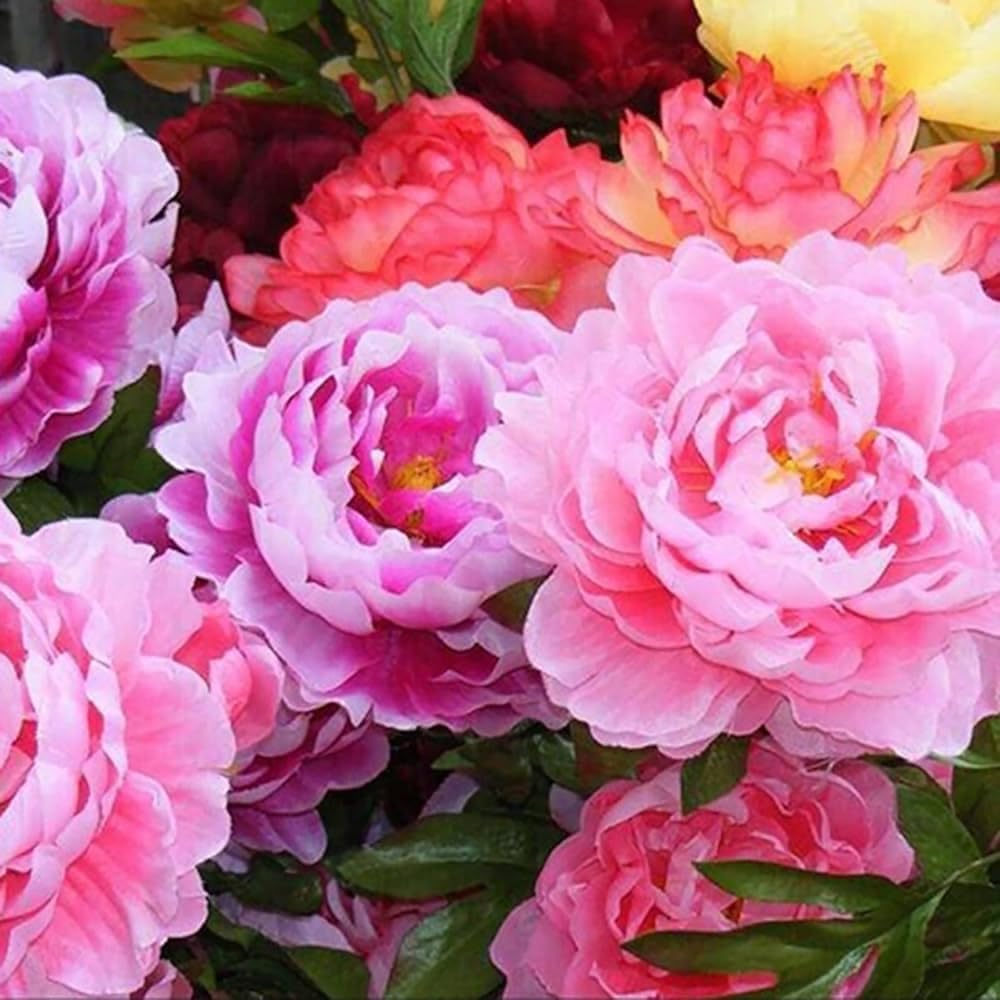 Mixrug peony seeds show fragrant blooms that elevate outdoor spaces