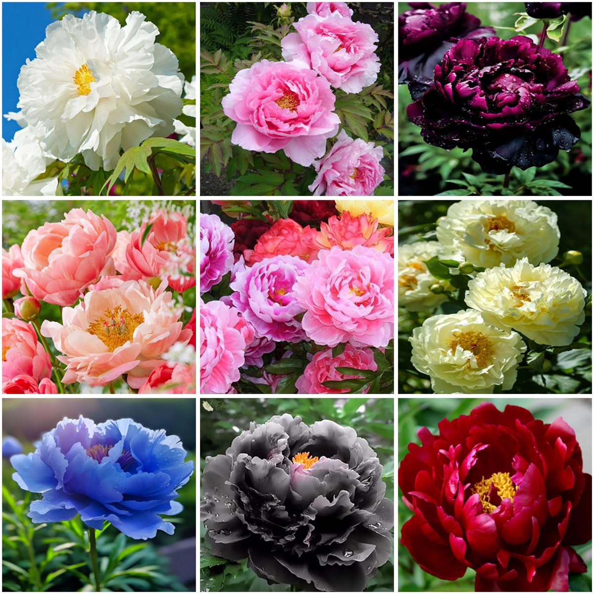 Mixrug peony seeds mix colorful varieties for outdoor planting and lasting garden color