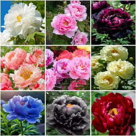 Mixrug peony seeds mix colorful varieties for outdoor planting and lasting garden color