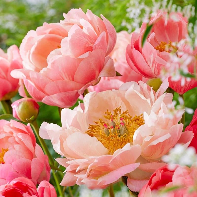 Mixrug peony seeds deliver perennial flowering with minimal maintenance in gardens