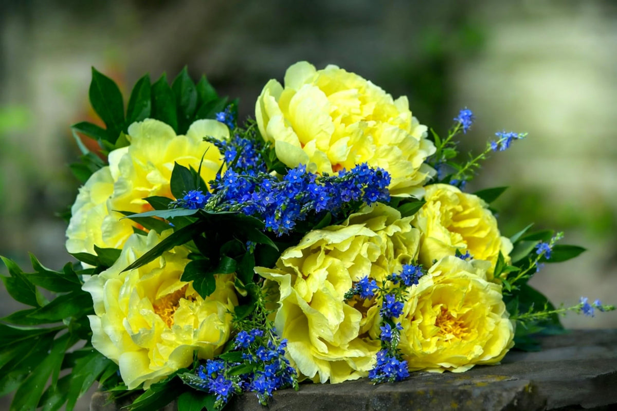 Mixrug peony soil moisture care tips for healthy growth.