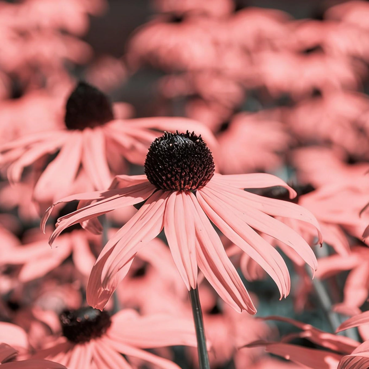 Mixrug seeds promote climbing growth with sturdy trellis support.