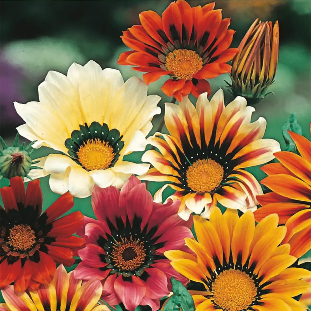 Close-up of Mixrug Gazania bloom highlighting heat tolerance and large petals