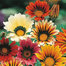 Close-up of Mixrug Gazania bloom highlighting heat tolerance and large petals