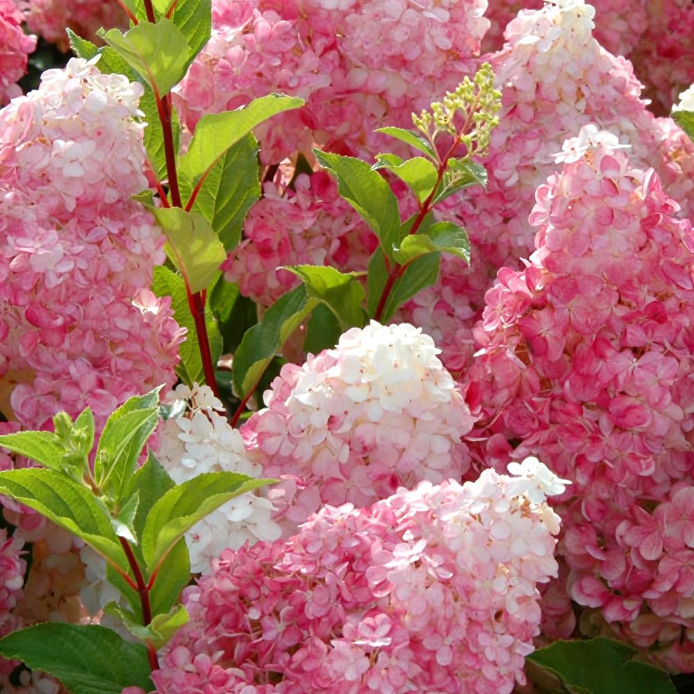 Mixrug perennial hydrangea blooms delivering years of garden charm