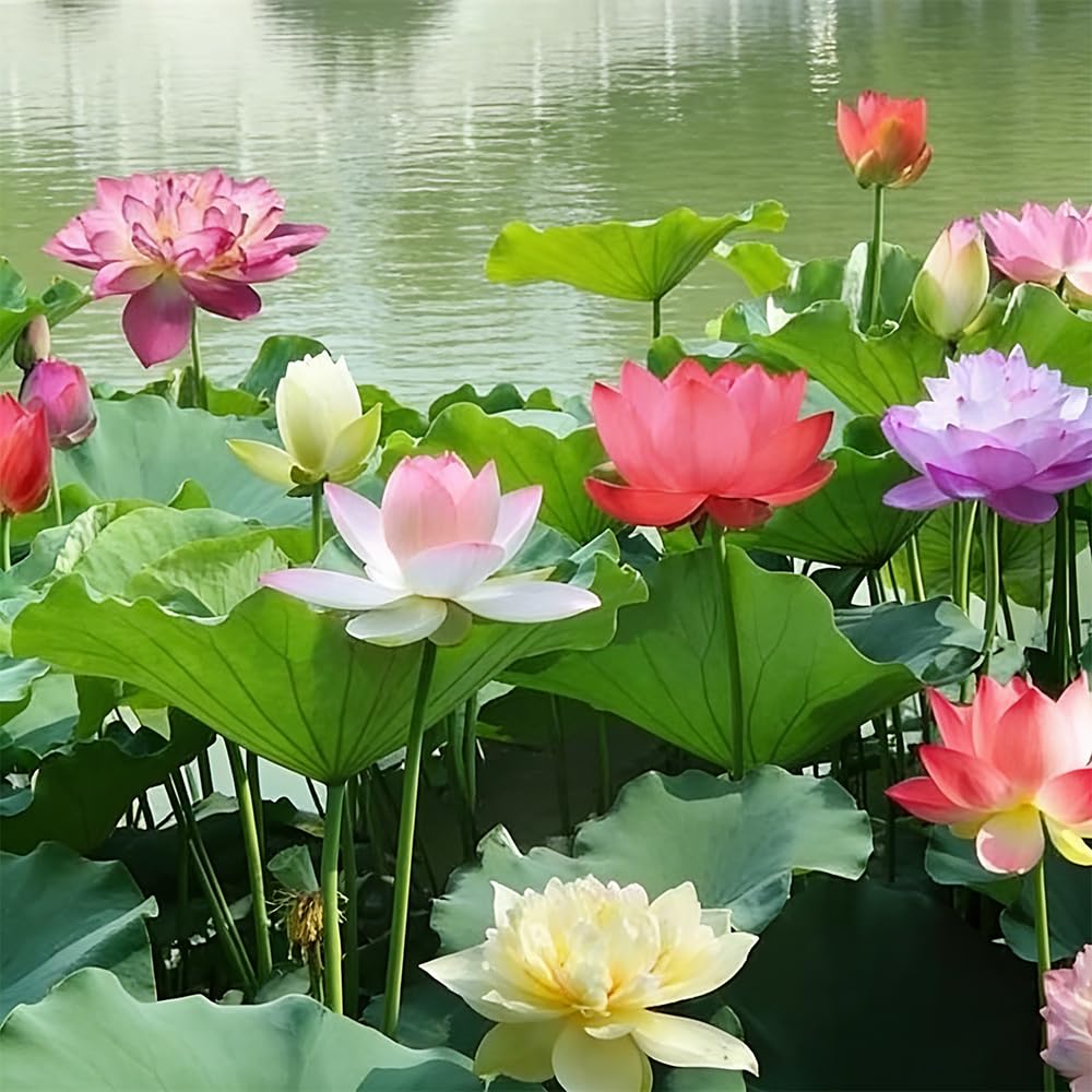 Mixrug perennial lotus seeds for year‑round garden interest