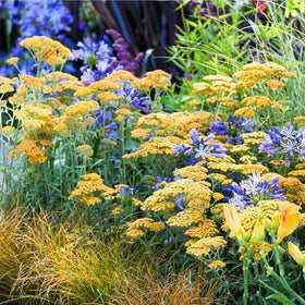 Mixrug non-GMO seeds easy-to-grow perennials for long-lasting color in home gardens.