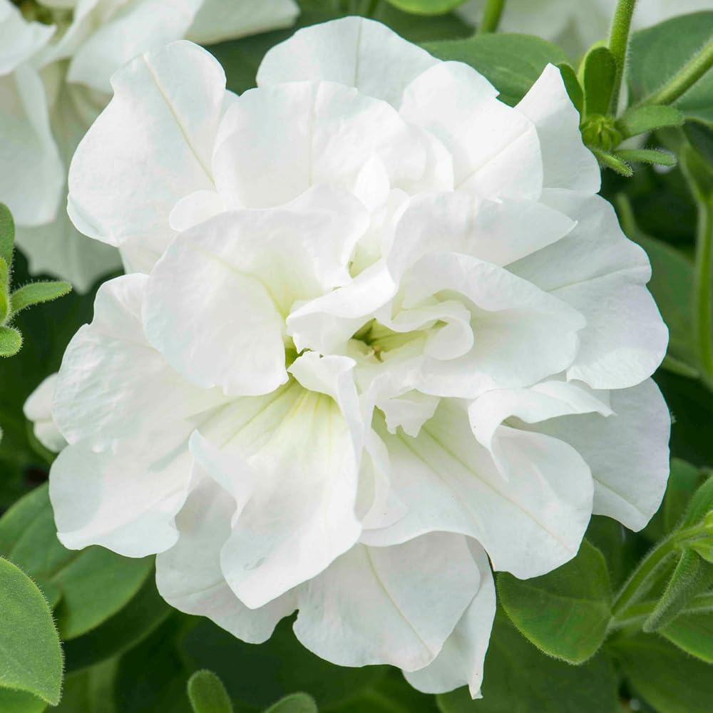 Mixrug petunia plants thriving in sun to partial shade conditions