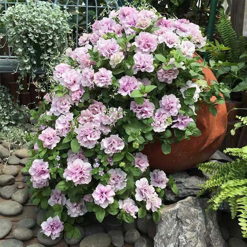 Mixrug Petunia seeds for container displays and patios