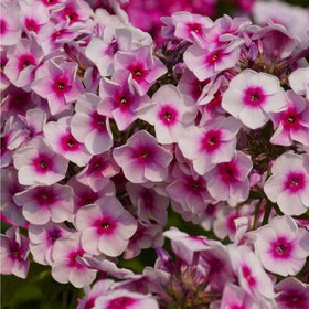 Mixrug phlox attracts bees and butterflies, enhancing pollinator-friendly garden areas.