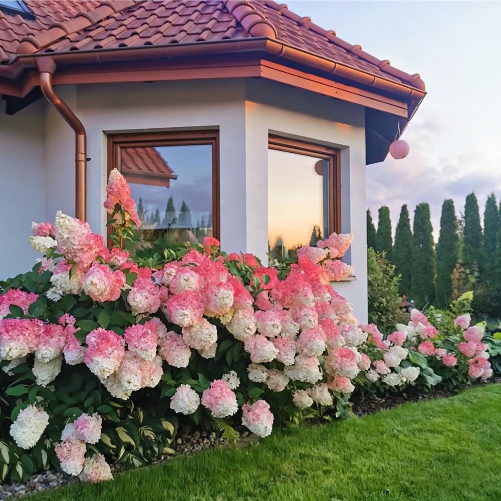 Mixrug pink giant hydrangea seeds pack ready to grow vibrant border color