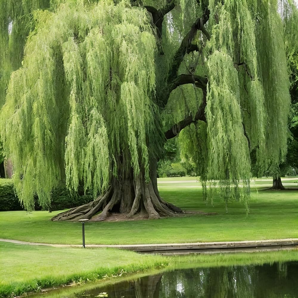 Guided planting of willow seeds suitable for very large properties and wetlands