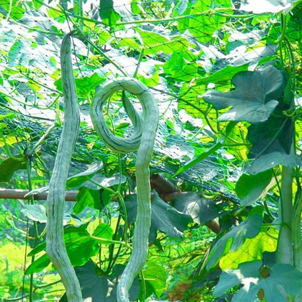 Mixrug planting seeds long snake gourd for quick germination and early harvest.