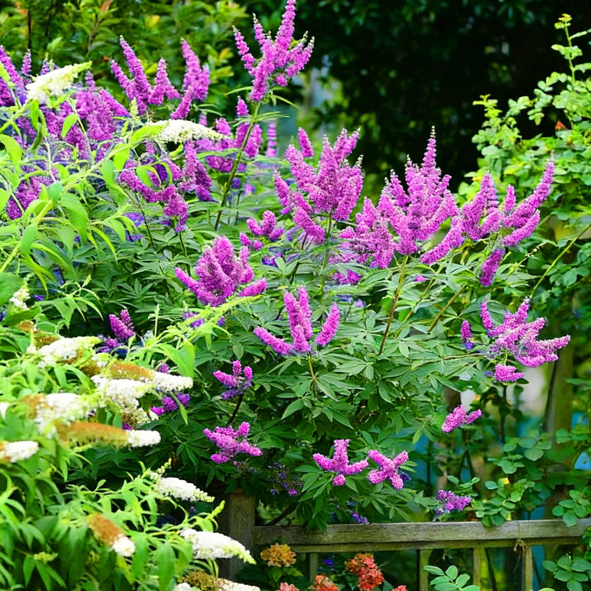Mixrug butterfly bush seeds ready-to-sow for low-maintenance garden plans.