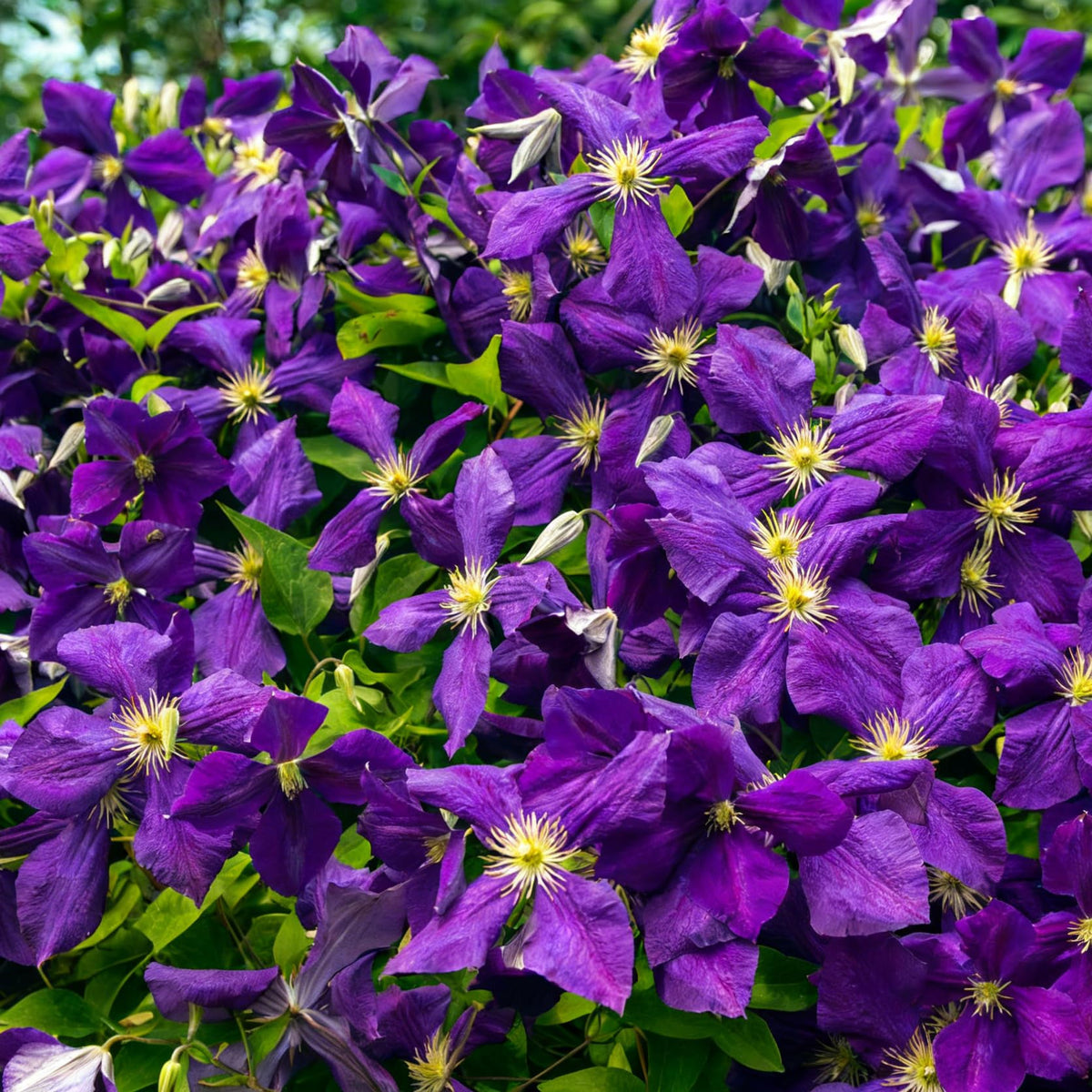 Mixrug pollinator-friendly clematis bloom attracts bees and butterflies to your yard.