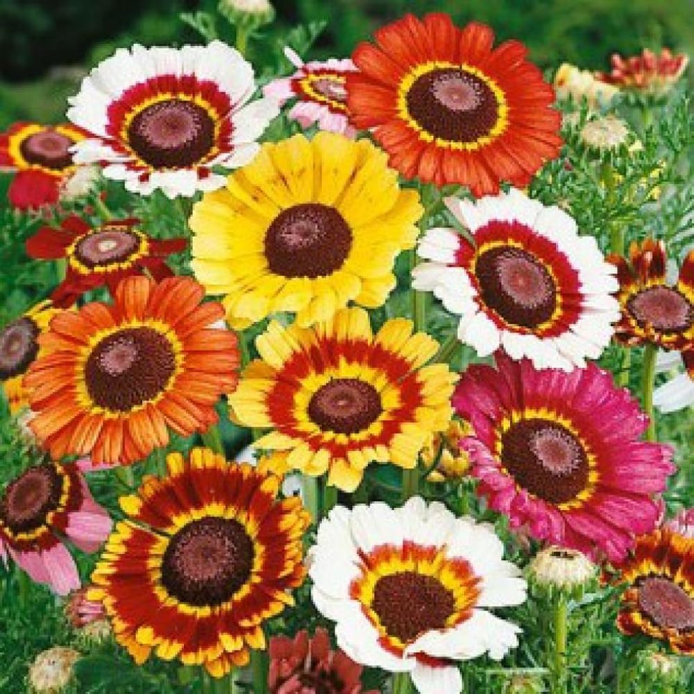 Mixrug gerbera daisies with abundant blooms attract pollinators
