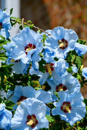 Pollinator-friendly hibiscus bloom attracting bees and butterflies
