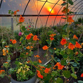 Pollinator-friendly nasturtiums attract bees and hummingbirds