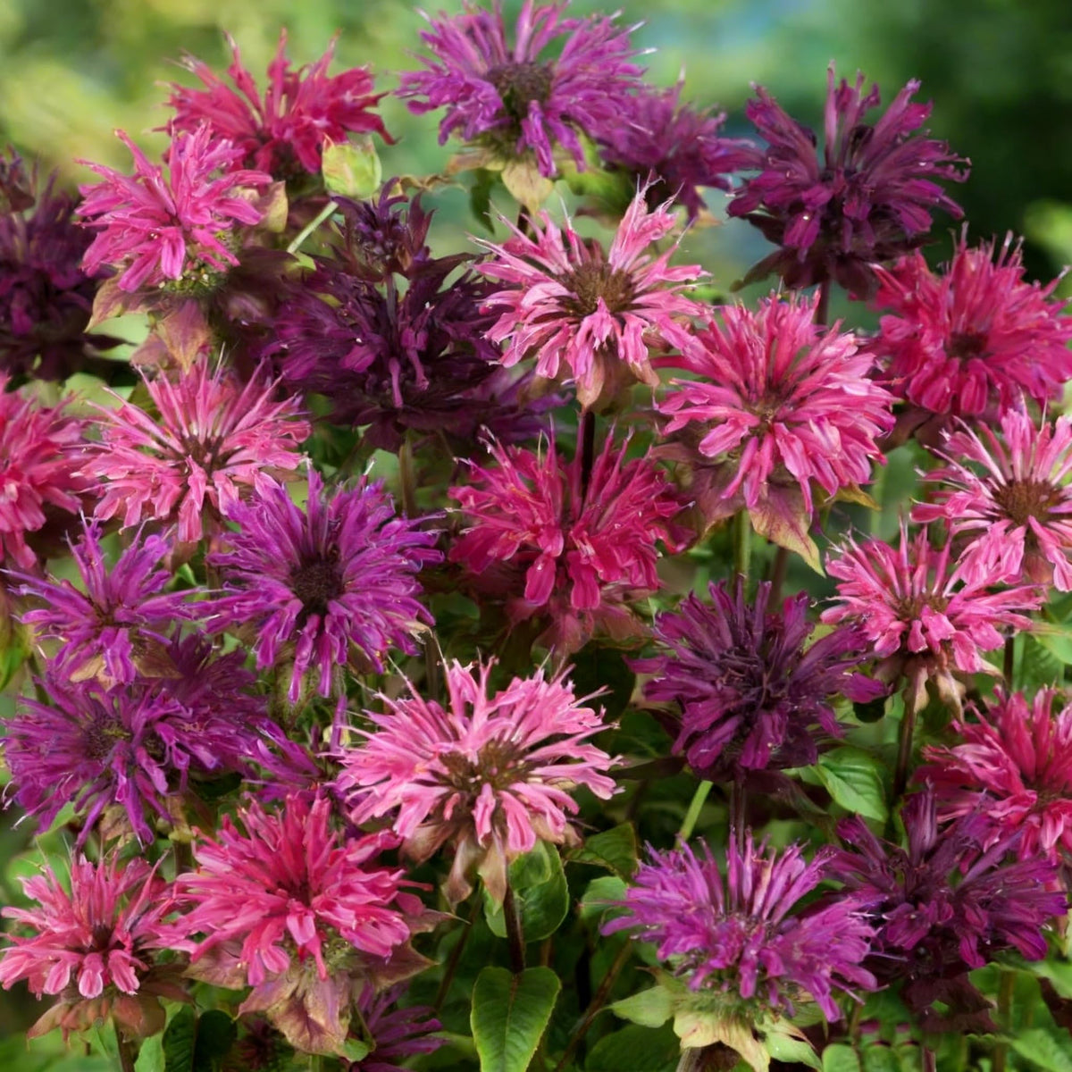 Mixrug pollinator-friendly Monarda blossoms invite hummingbirds and bees.