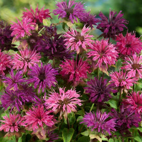 Mixrug pollinator-friendly Monarda blossoms invite hummingbirds and bees.