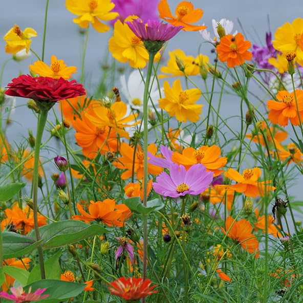 Mixrug cosmos attracts pollinators visiting the cosmos in outdoor spaces.