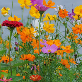 Mixrug cosmos attracts pollinators visiting the cosmos in outdoor spaces.