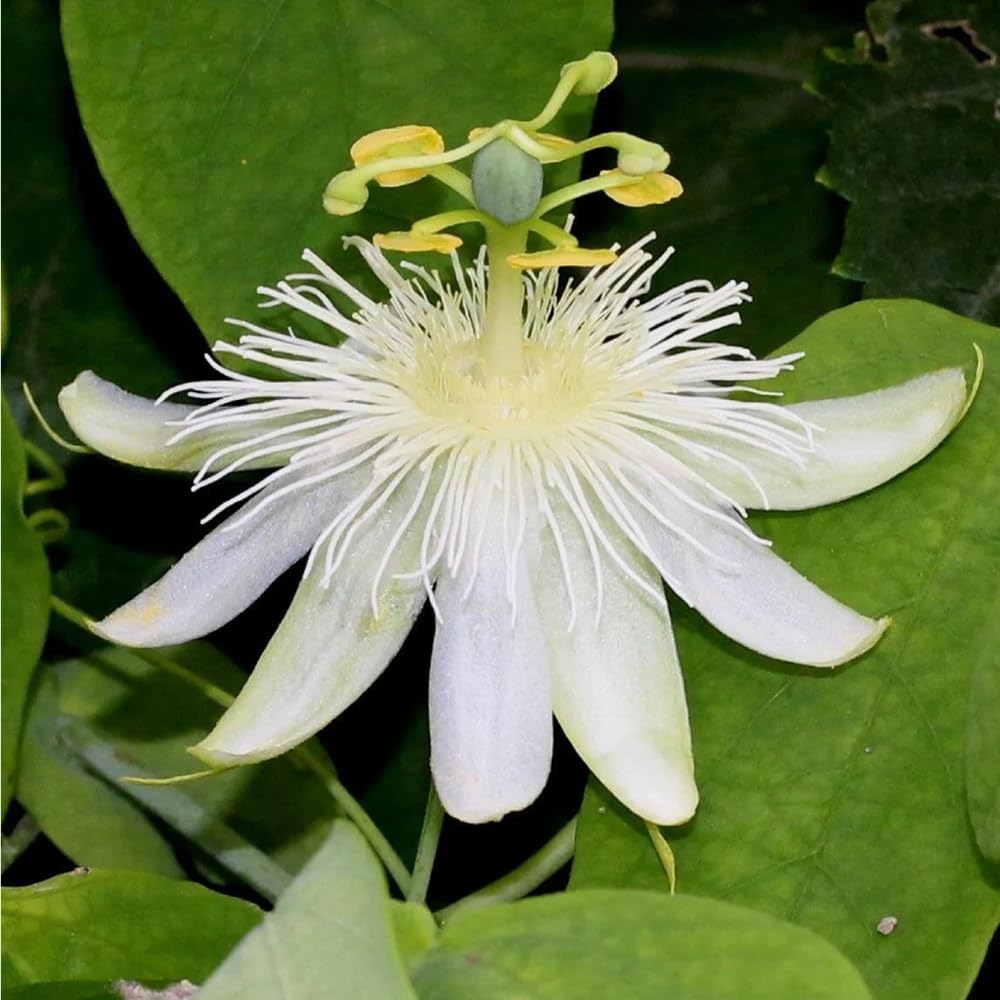 Mixrug pollinators on passionflower bloom invite butterflies and bees to your garden.
