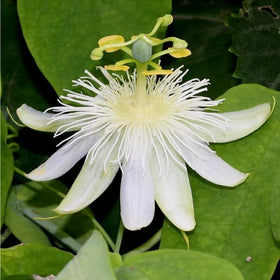 Mixrug pollinators on passionflower bloom invite butterflies and bees to your garden.