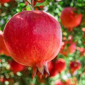 Mixrug pomegranate bloom adds vibrant color to outdoor spaces.