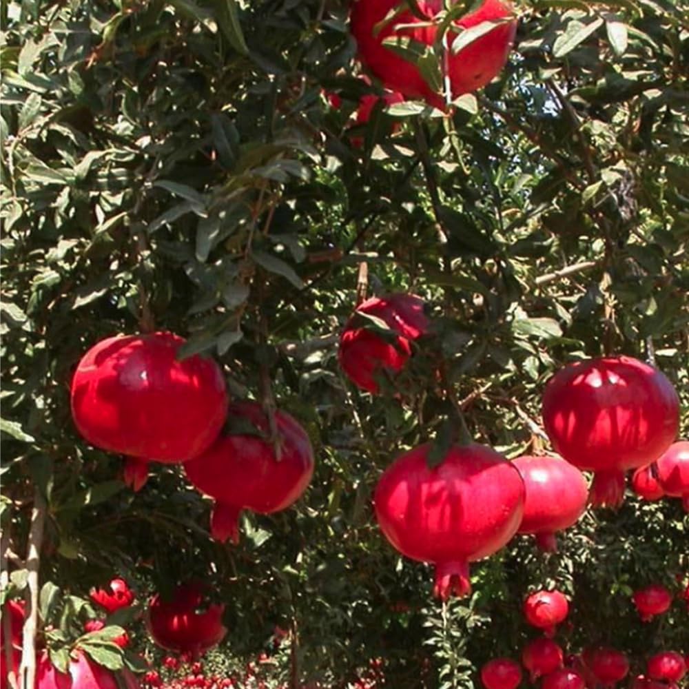 Mixrug pomegranate tree grown in container for patios.