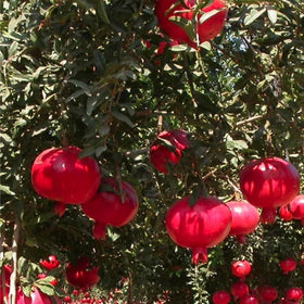 Mixrug pomegranate tree grown in container for patios.