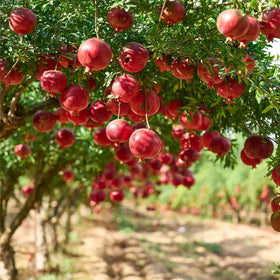Mixrug pomegranate fruit harvest hints at season's bounty.
