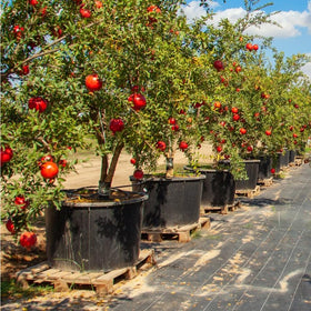 Mixrug pomegranate garden ornament enhances landscape with edible fruit potential.