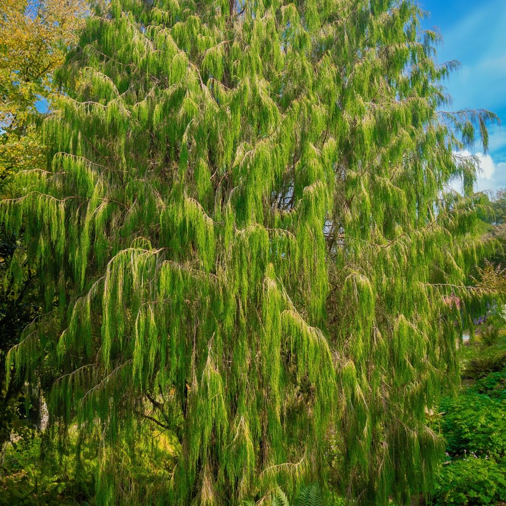 Willow planted at a pond edge showing soil stabilization potential with Mixrug seeds