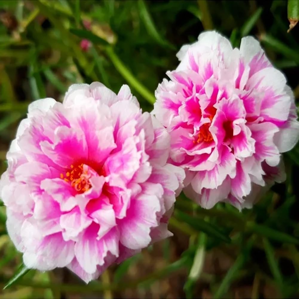 Mixrug Portulaca grandiflora garden bed planting for a heat-tolerant color blanket.