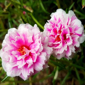 Mixrug Portulaca grandiflora garden bed planting for a heat-tolerant color blanket.
