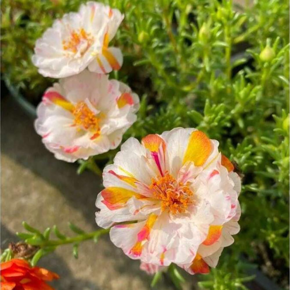 Mixrug Portulaca grandiflora seedling ready to brighten sunny borders.
